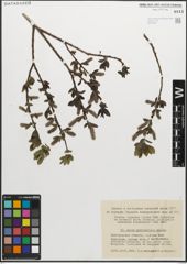 Foto von Salix myrsinifolia Salisb.